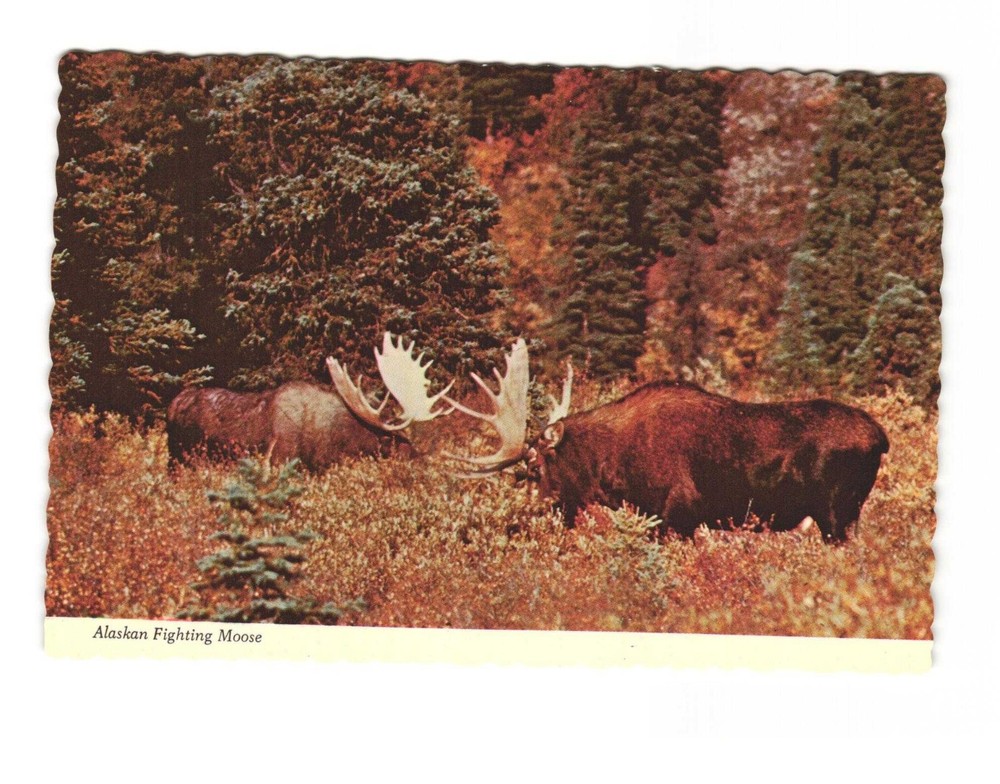 Alaskan fighting Moose a sight seldom seen vintage postcard unposted