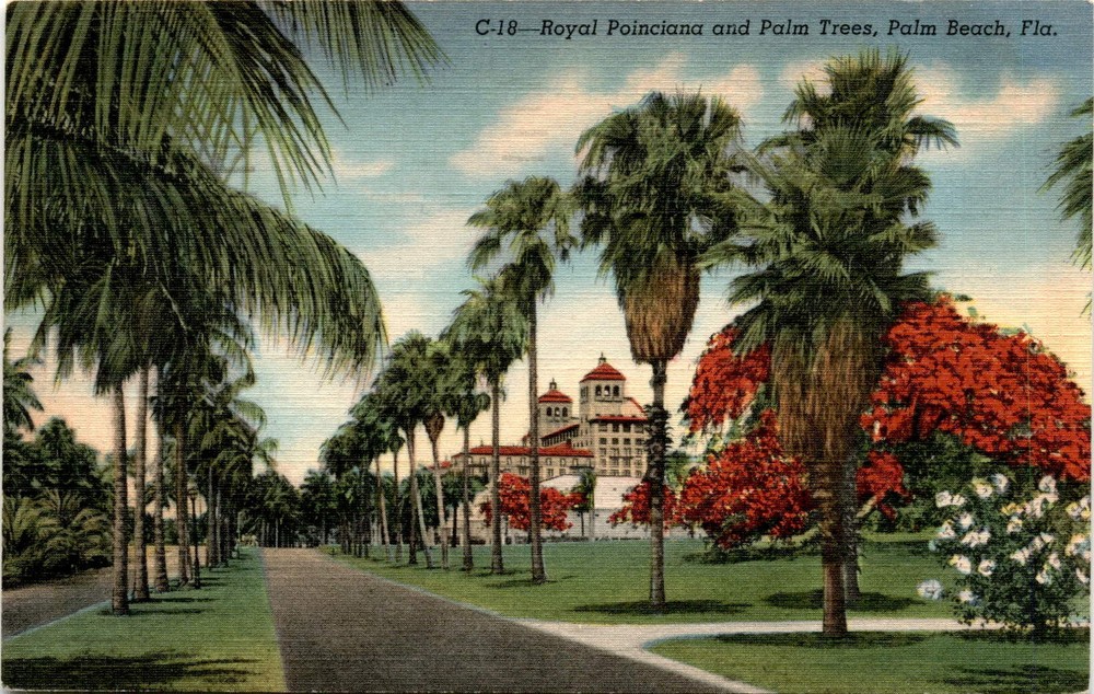 Royal Poinciana, Palm Trees, Whitehall Hotel, Biltmore Hotel, West Palm Postcard