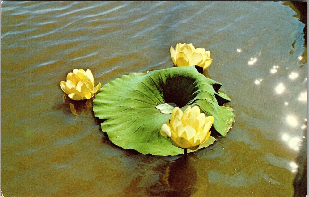 Amana IA-Iowa, Lotus Lily, Scenic Water View, Vintage Postcard