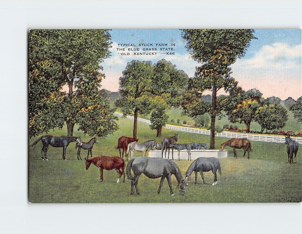 Postcard Typical Stock Farm In the Blue Grass State Old Kentucky USA