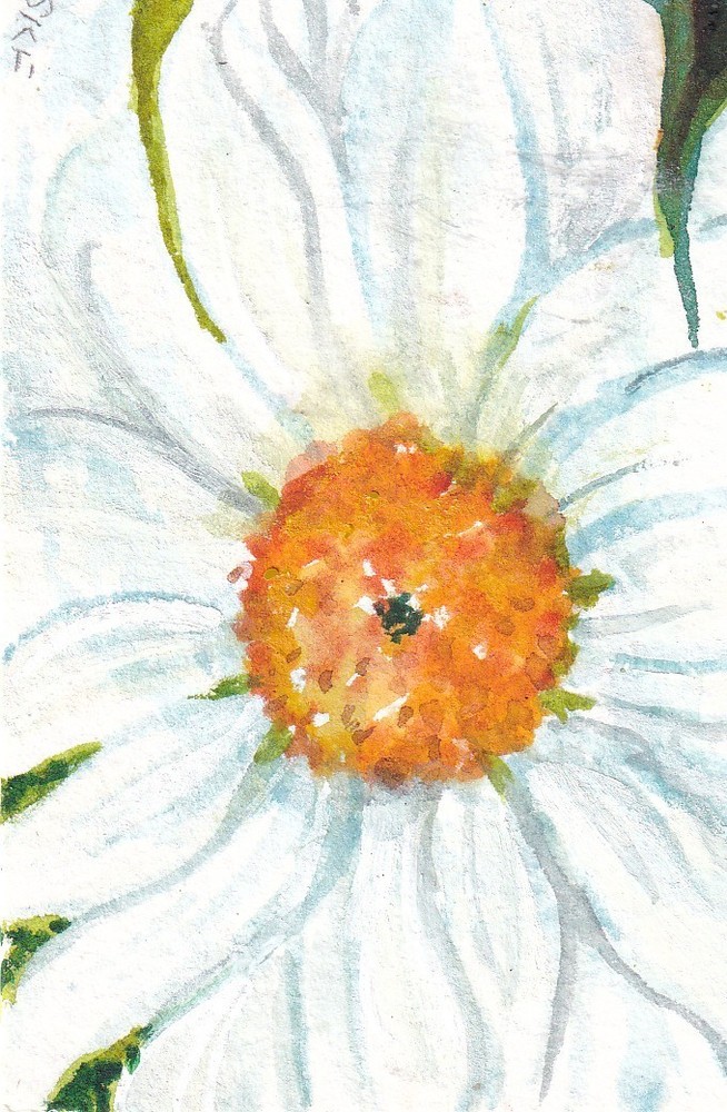 Original White Daisy ACEO Watercolor Painting Floral Art Miniature Daisy Flower