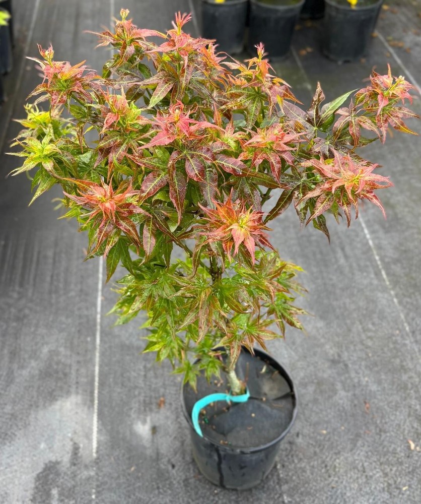 Acer palmatum 'Kurenai jishi' (Kurenai jishi Japanese Maple)-image