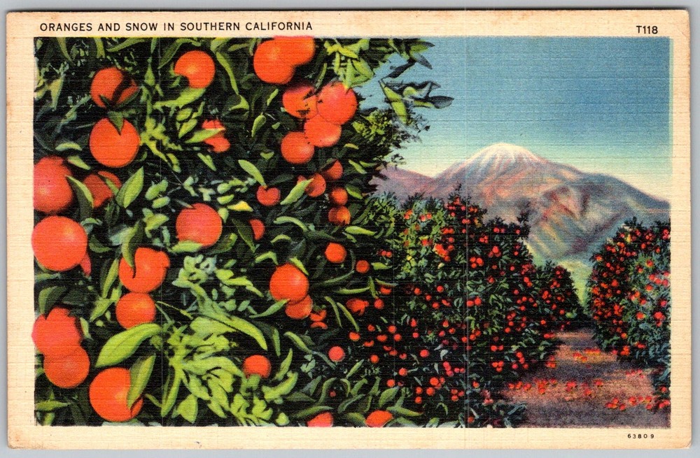 Vtg Linen Postcard Navel Orange Grove Southern California, CA 1930s