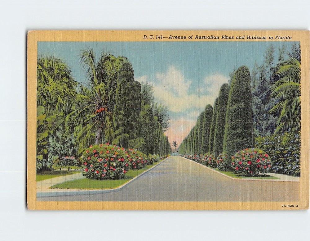 Postcard Avenue of Australian Pines & Hibiscus Florida USA