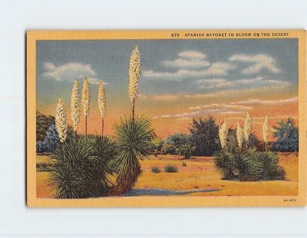 Postcard Spanish Bayonet in Bloom on the Desert