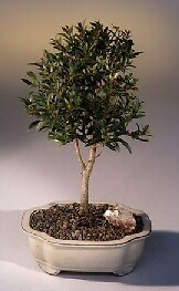 Brush Cherry Bonsai Tree Eugenia Myrtifolia Flowering Indoor Plant 9-10 Inch Perfect Gift Idea