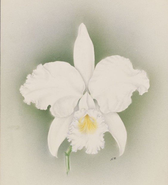 Cattleya Lady Veitch (Warnerri alba x Lueddemanniana alba)