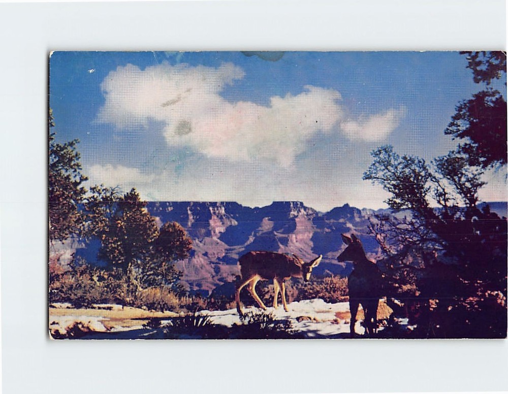 Postcard Deer at Grand Canyon Arizona USA