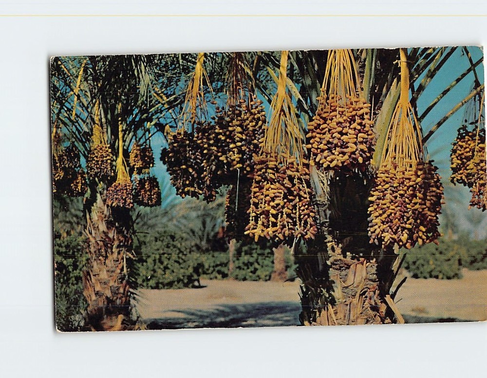 Postcard Bunches Of Luscious California Dates In Coachella Valley USA