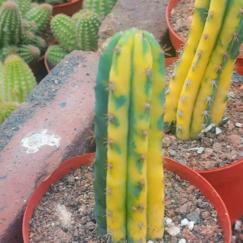 Succulent Cactus Plant Cereus Pachanoi Variegated Cactaceae Beautiful Plant 12CM