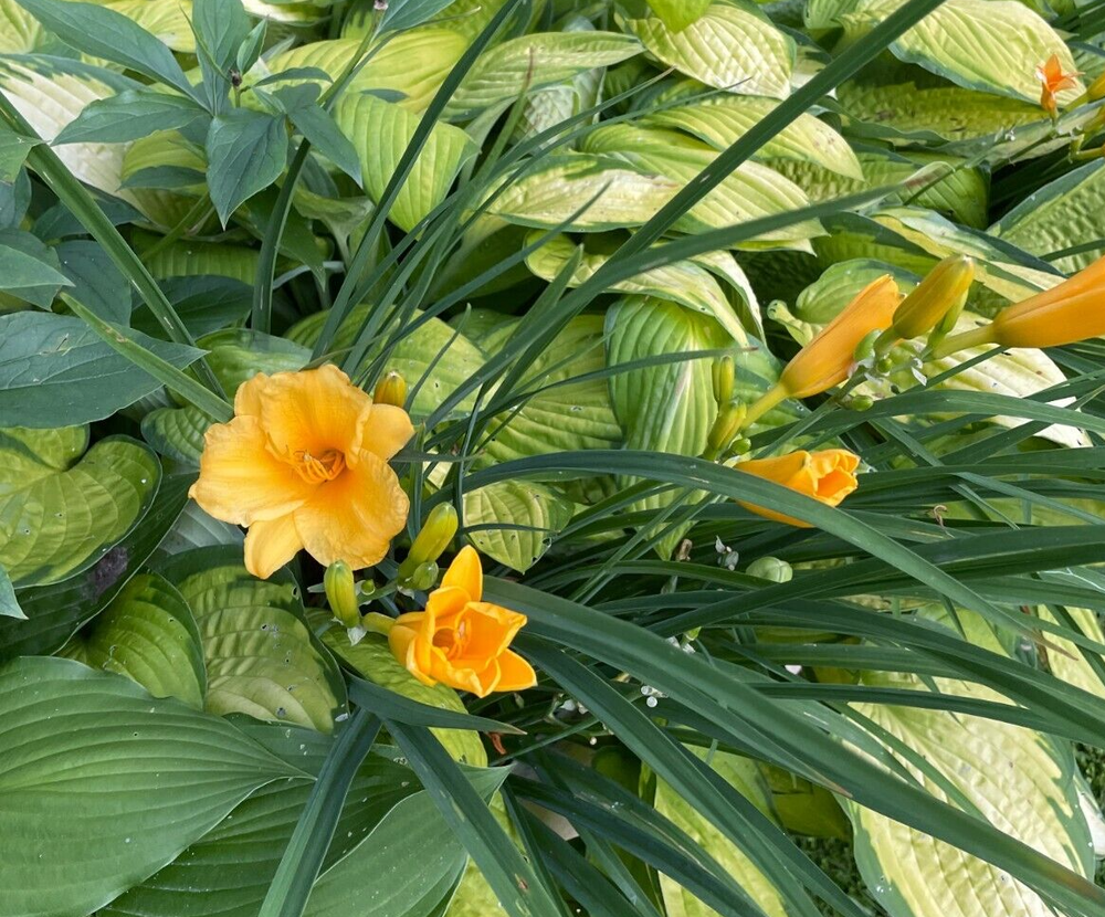 Garden State Bulb Stella D'oro Daylily Bare Roots for Spring Planting