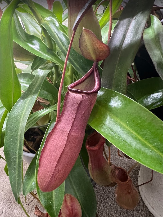 Rooted cuttings Nepenthes x 'Rebecca Soper' Easy To Grow Live Carnivorous Plant