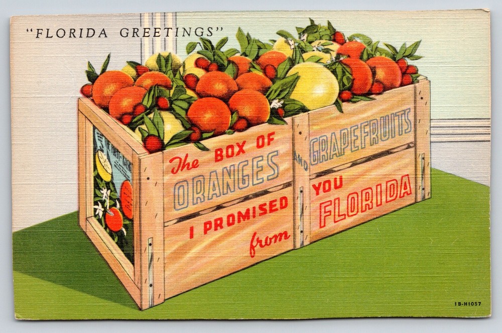 Florida~Greetings~Box Of Oranges~Grapefruits~Produce Crate~Linen 1940s Postcard