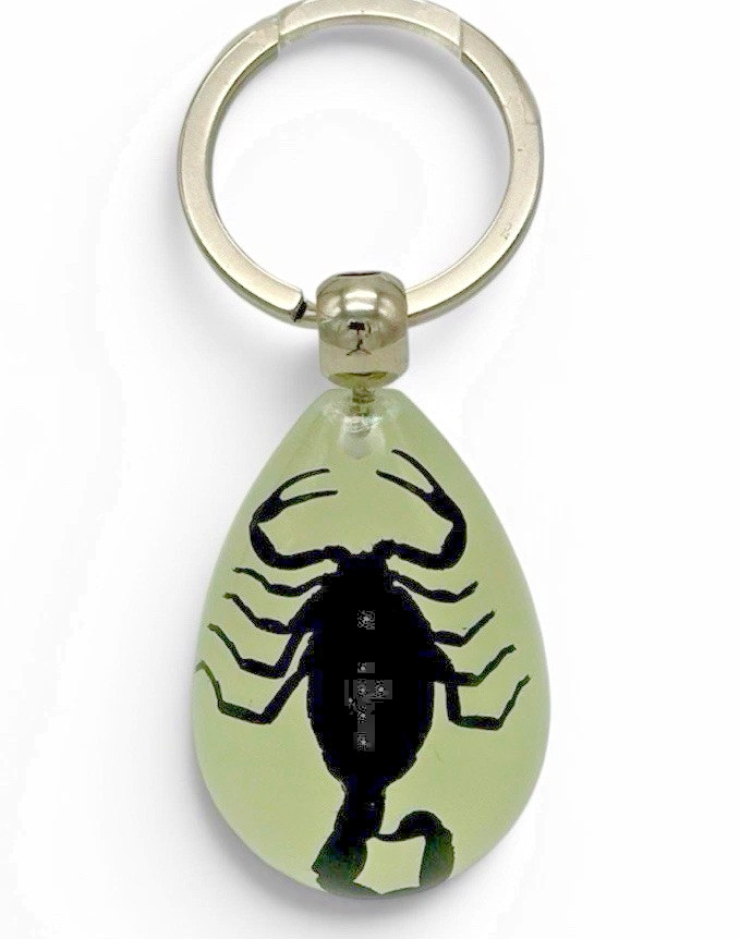 Real Black Scorpion Resin Keychain Glow in Dark Taxidermy Collectible Oddity