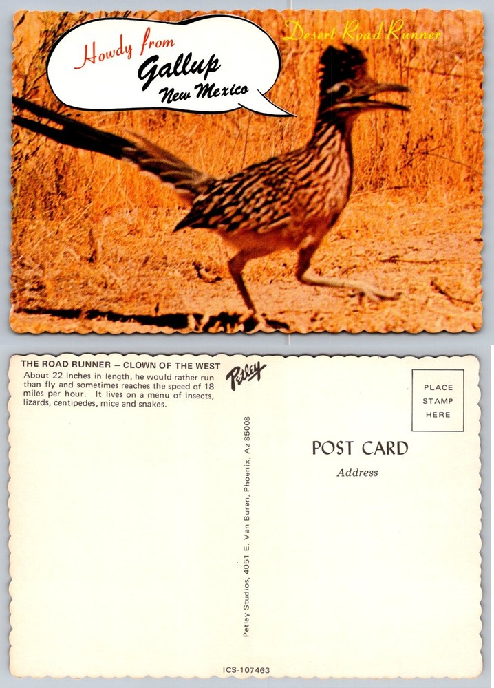 Howdy from Gallup NM Road Runner Postcard Petley Studios Desert Bird