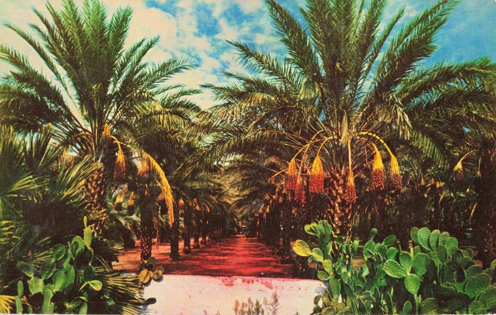 Date Groves - Coachella Valley near Indio California CA - Postcard