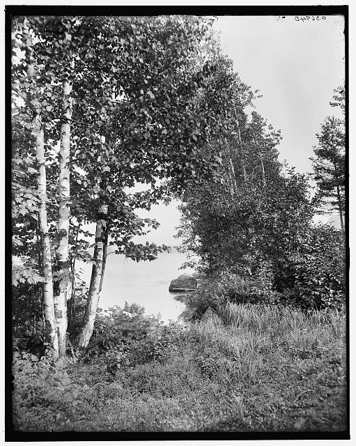 Photo:Raquette Lake Adirondacks New York 1910s Lake View Birch Trees