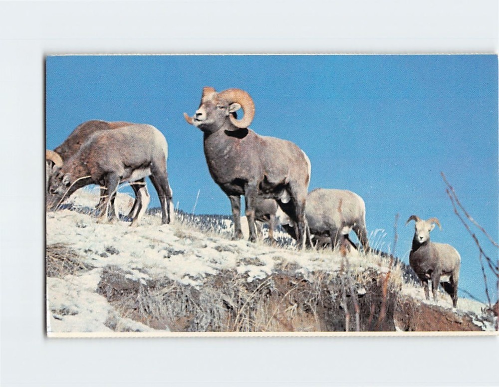 Postcard Canadian Rockies Rocky Mountain Bighorn Sheep