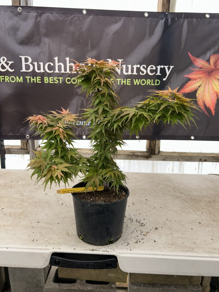 Acer palmatum 'Mikawa yatsubusa' Red Seedling Japanese Maple Great for Bonsai-image