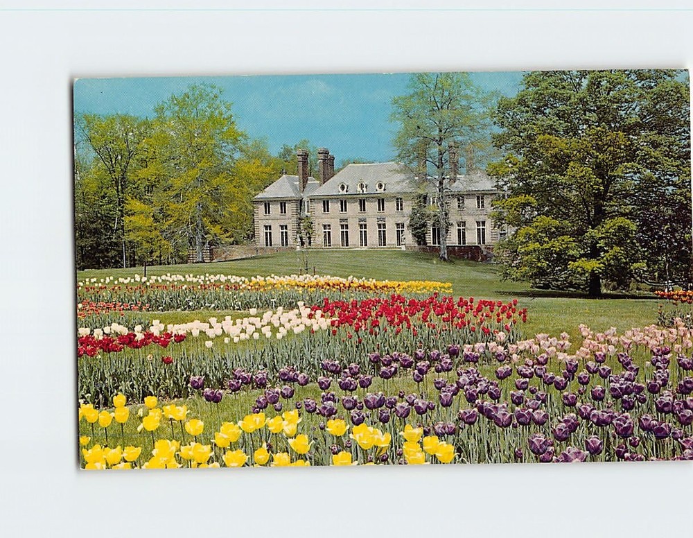 Postcard Tulips Display  Garden In Kingwood Center Mansfield Ohio