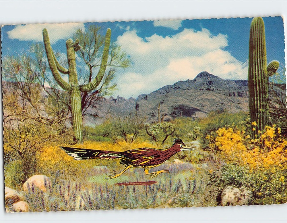 Postcard The Road Runner Clown Of The West USA