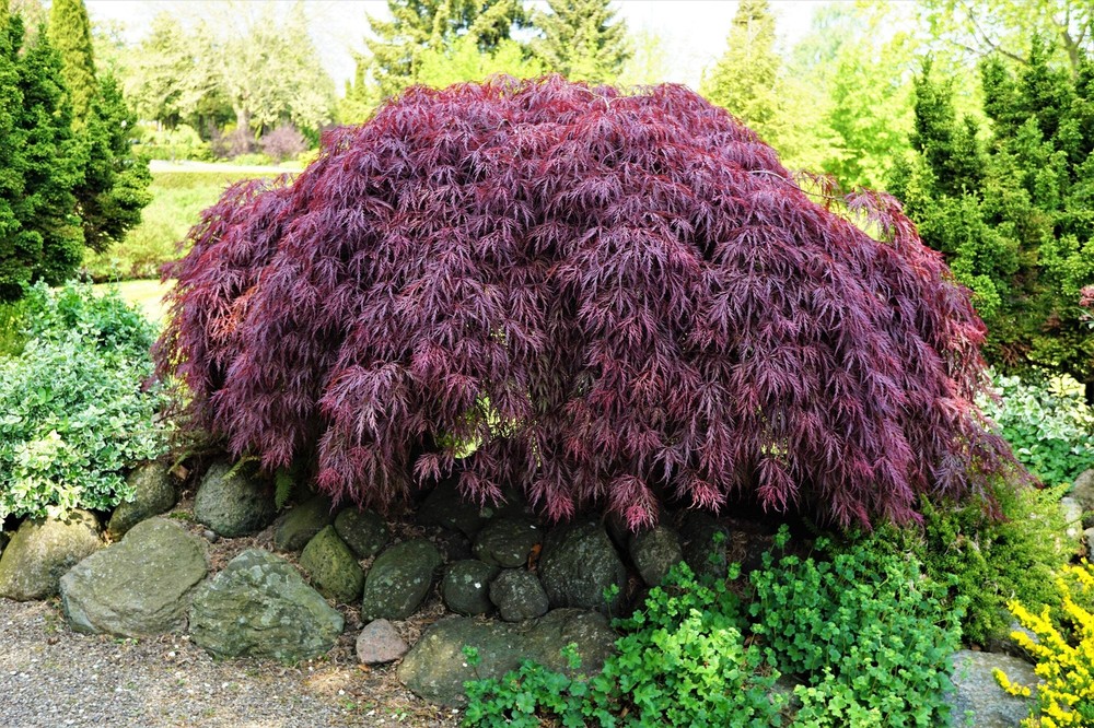 10 INABA SHIDARE MAPLE Weeping Red Laceleaf Japanese Acer Palmatum Dissectum Tre-image
