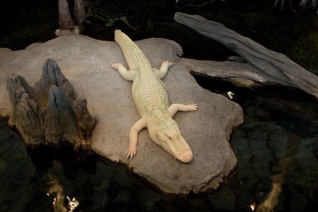 San Francisco California 2012 Albino Alligator California Academy of Sciences-image