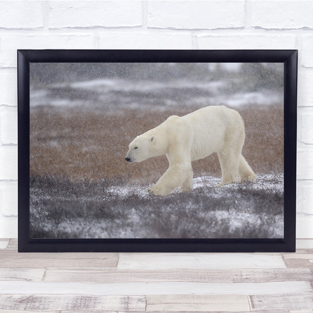 Polar Churchill Canada Frozen Storm Bear Wild Wildlife Snow Wall Art Print