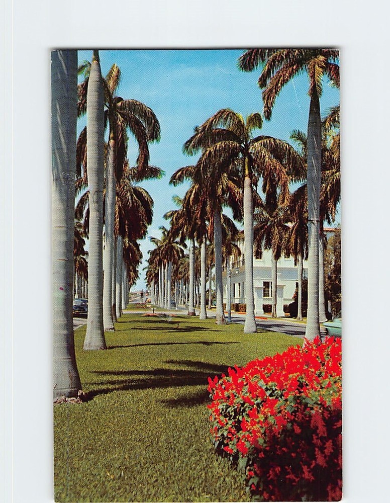 Postcard Avenue of Magnificent Royal Palms Florida