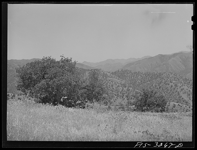 Photo:Kern County California Mountains Low-Growing Trees 1942
