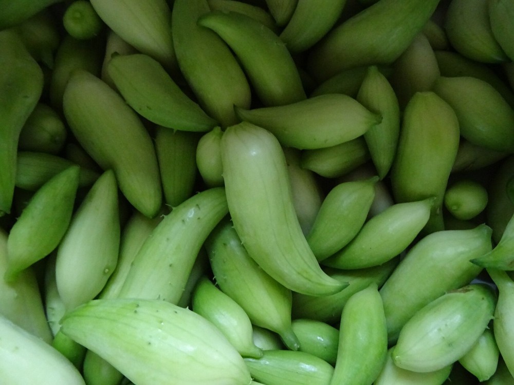 Cyclanthera Pedata Achocha- Caigua 15 Seeds Organic 2024 Non-GMO Fresh from 2024-image