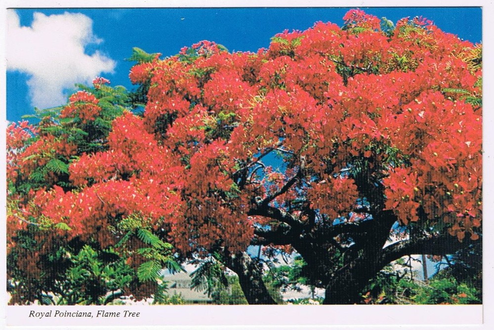 Postcard Royal Poinciana Flame Tree  Hawaii