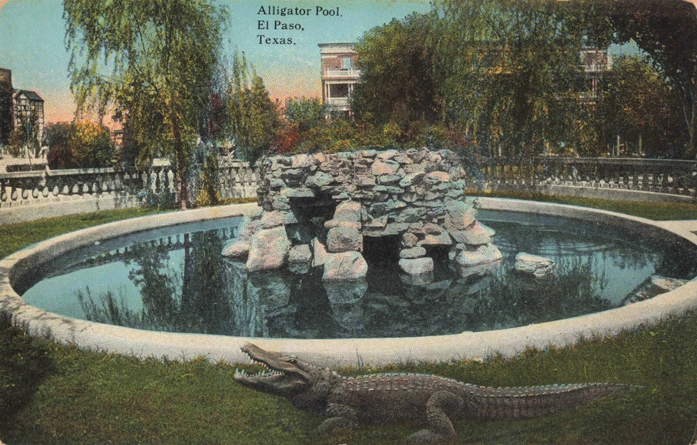 Alligator Pool, El Paso, Texas TX - c1910 Vintage Postcard