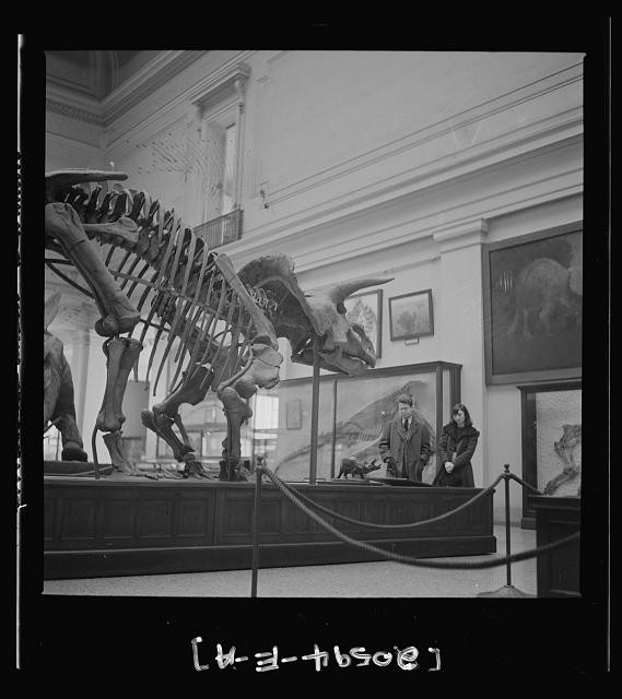 Photo:Natural History Museum Dinosaur Skeleton Exhibit 1930s 1940s