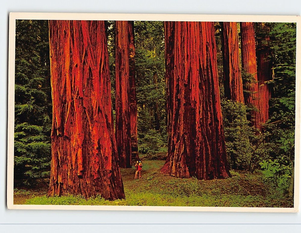 Postcard California Redwoods Avenue of Giants USA North America