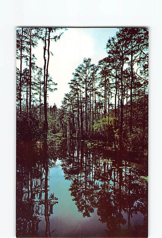 Postcard Wilderness walk Okefenokee Swamp Park Waycross Georgia USA