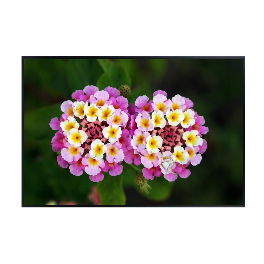 Twin Lantana Botanical Wall Art Poster – Colorful Floral Print for Home Decor