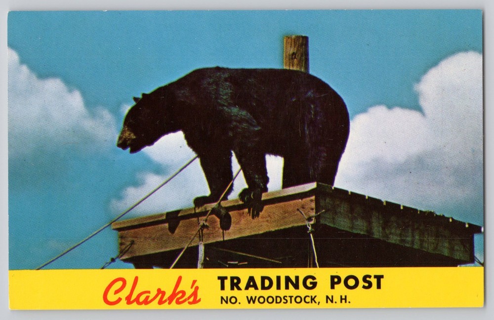 Clark's Trading Post Bear North Woodstock NH New Hampshire VTG Chrome Postcard