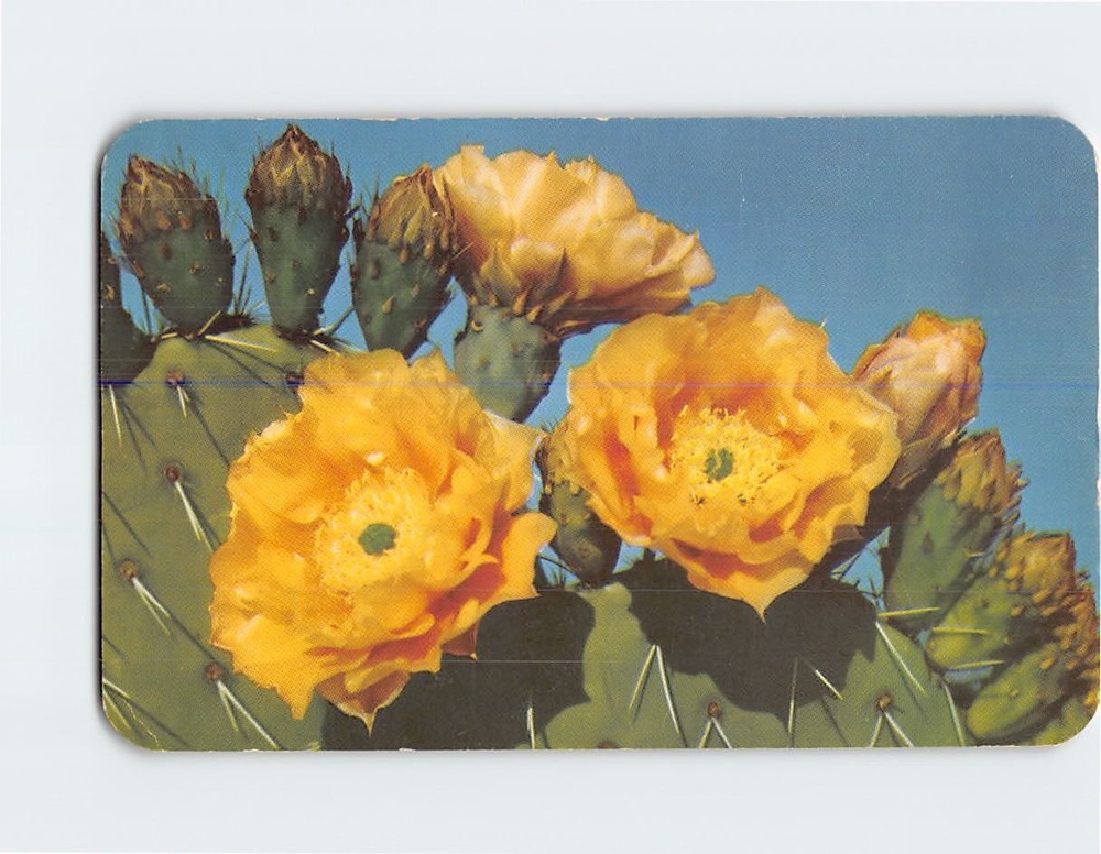 Postcard Prickly Pear Cactus Flowers Arizona USA