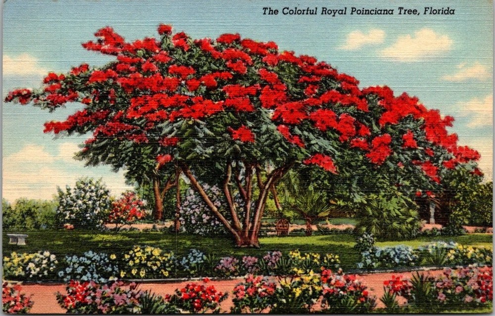 Vintage Linen Postcard Royal Poinciana Tree Florida Curteich Romer Photo