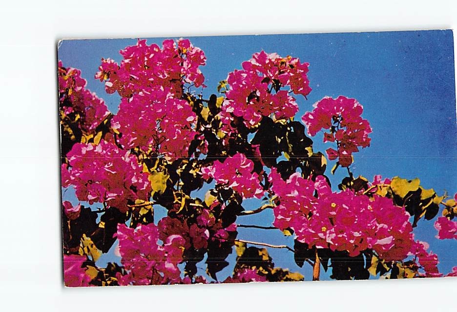Postcard Crimson Bougainvillea in Florida USA