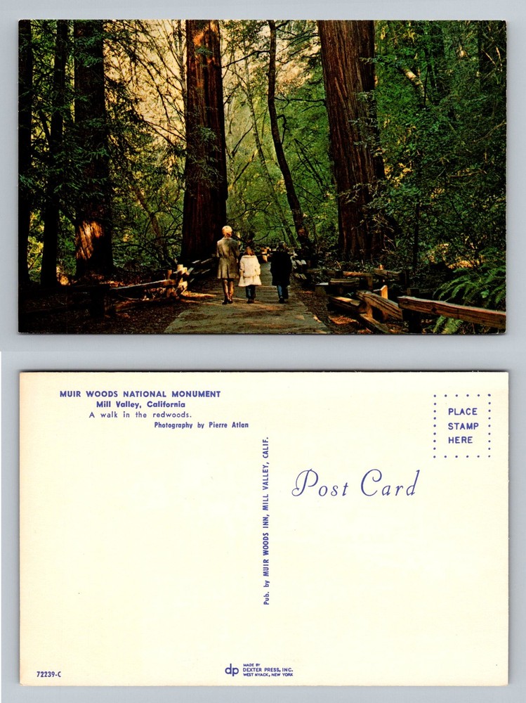Mill Valley, CA-California, Muir Woods Nat'l Monument Redwoods Vintage Postcard