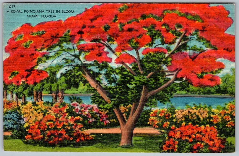 Vtg Linen Postcard Royal Poinciana Tree Bloom Miami, FL 1940s