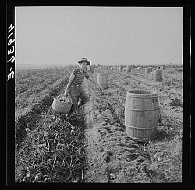 Caribou,Maine,ME,Aroostook County,Farm Security Administration,October 1940,1