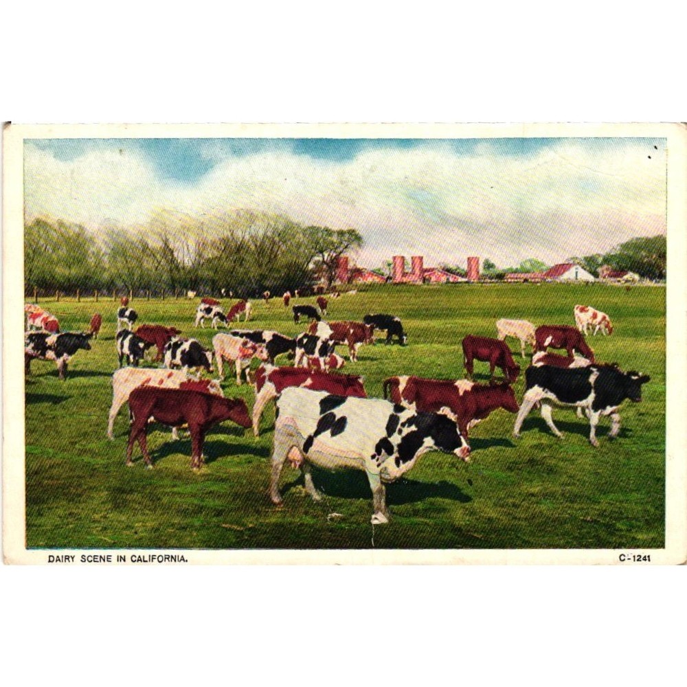 Vintage 1930 Dairy Scene in California Postcard Yreka CA Cows Farm C-1241 Linen