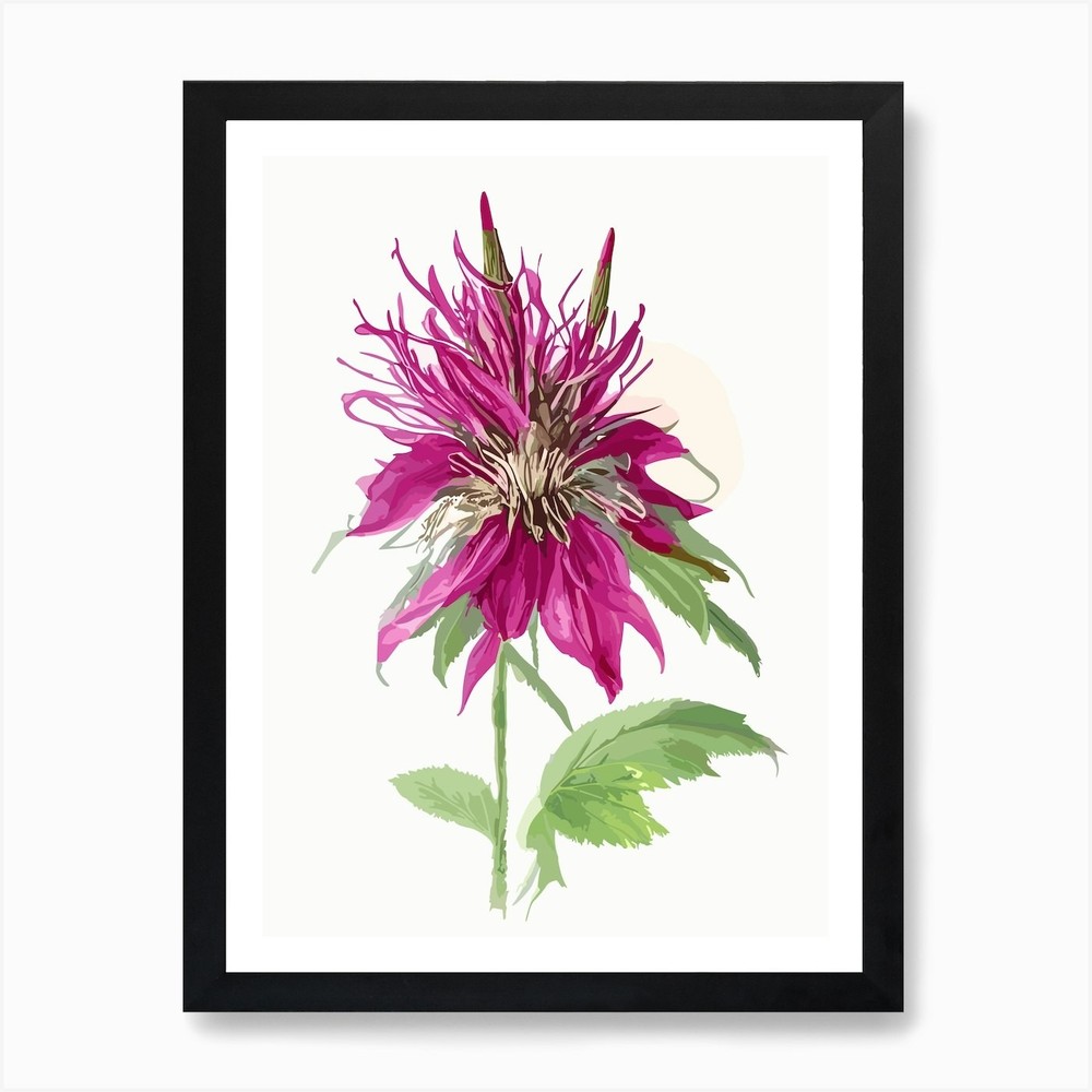 Bee Balm Wildflower Watercolour Art Framed Wall Art Poster Canvas Print Picture