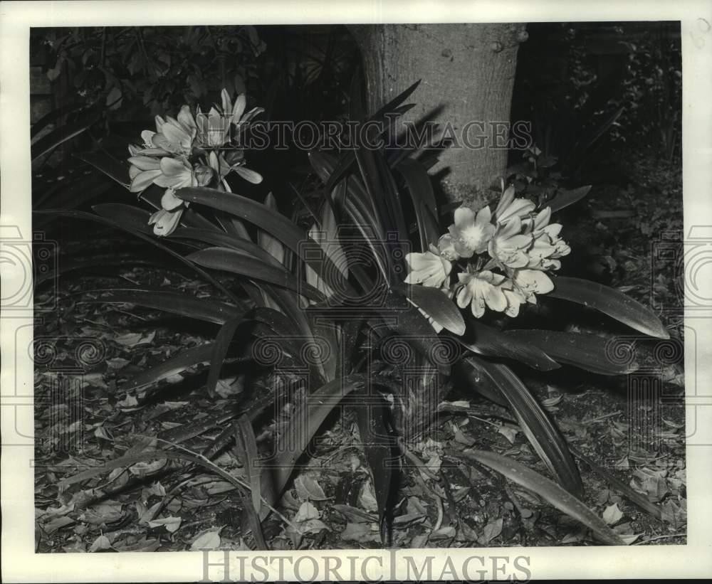 1975 Press Photo Clivias Plants Growing in Gentilly, New Orleans - noc12825