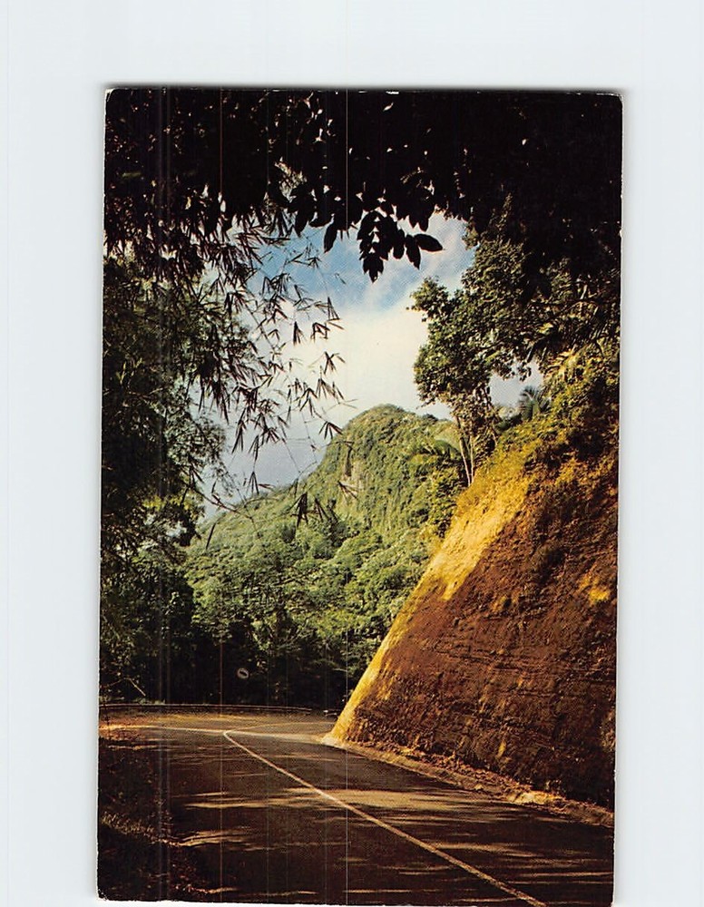 Postcard Bamboo Drive El Yunque Rain Forest Puerto Rico USA
