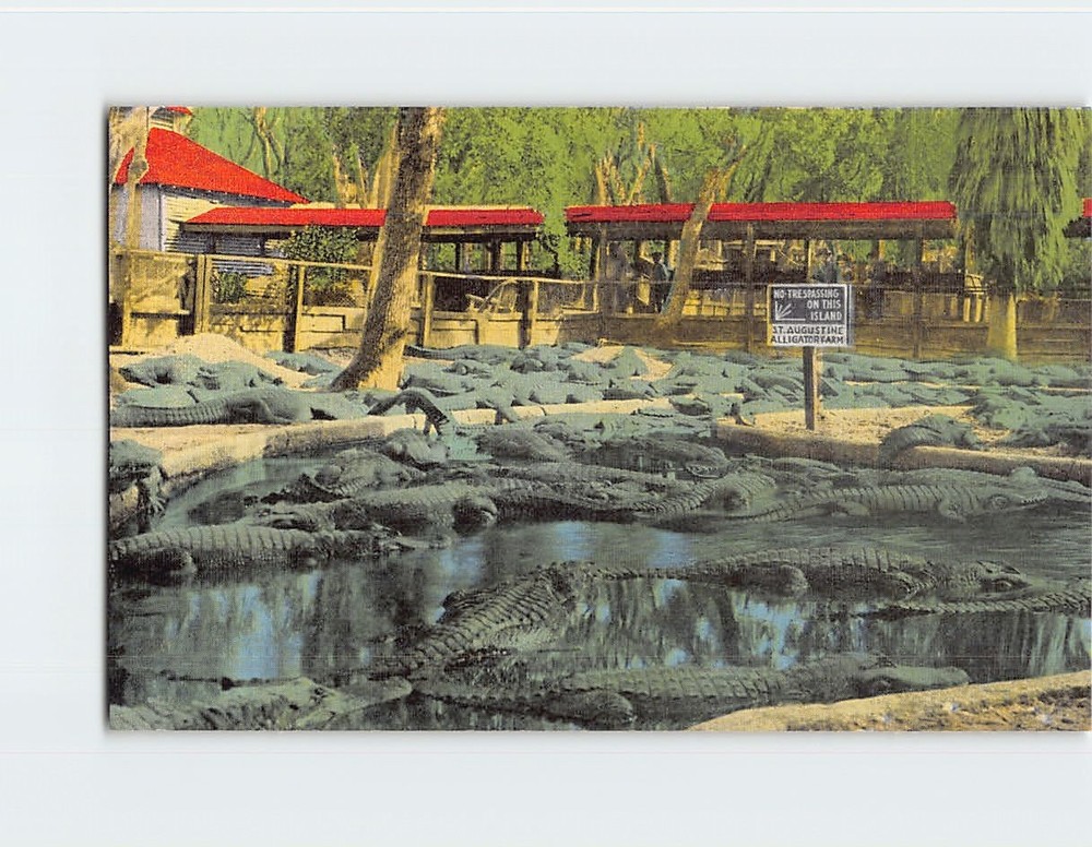 Postcard Alligator Farm Saint St. Augustine Florida USA North America