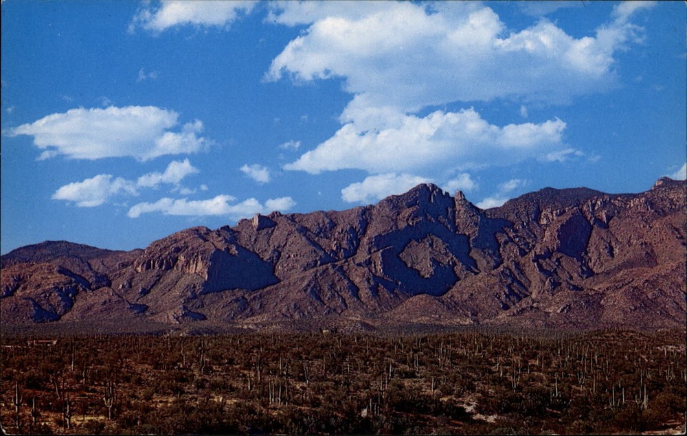 Tucson Arizona desert Catalina mountains Saguaro cactus unused vintage postcard